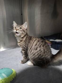 Twerp -  Domestic Medium Hair Cat for Adoption in Kansas City, Missouri - Twerp | PetCurious