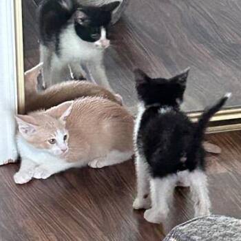 Milkshake -  Domestic Short Hair Cat for Adoption in San Antonio, Texas - Milkshake | PetCurious