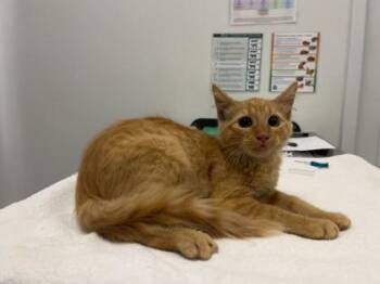 Paranormal Activity -  Domestic Long Hair Cat for Adoption in Kansas City, Missouri - Paranormal Activity | PetCurious