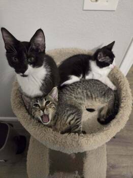 Domestic Short Hair Cats Available for Adoption in Sedalia, Colorado - Mississippi | PetCurious