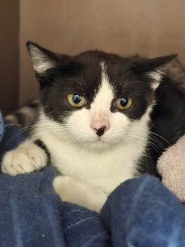BADGER -  Domestic Short Hair Cat for Adoption in Clyde, North Carolina - BADGER | PetCurious