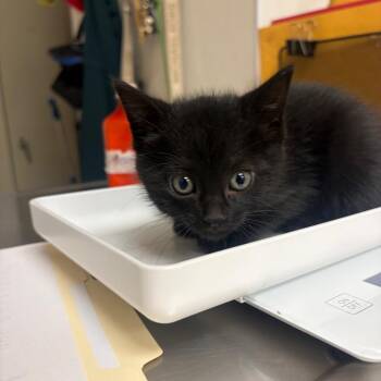 Amarillo -  Domestic Short Hair Cat for Adoption in Pekin, Illinois - Amarillo | PetCurious