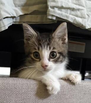 Tyson -  Domestic Short Hair Cat Available for Adoption in Grand Haven, Michigan - Tyson | PetCurious