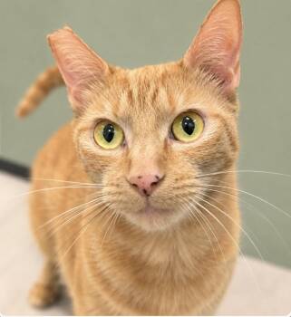 Isla -  Domestic Short Hair and Tabby Cat for Adoption in Oradell, New Jersey - Isla | PetCurious