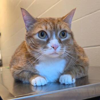 Domestic Short Hair Cats Available for Adoption - Mr. Wonder Bread | PetCurious