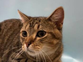 Harry -  Domestic Short Hair Cat for Adoption in Woodbury, Minnesota - Harry | PetCurious