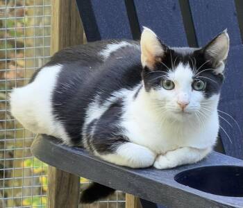 Stevie and Jude -  Domestic Short Hair Cat for Adoption in Portland, Maine - Stevie And Jude | PetCurious