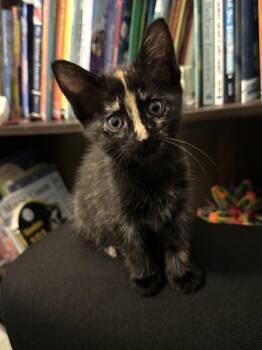 Cinderella -  Calico and Domestic Short Hair Cat for Adoption in Dallas, Texas - Cinderella | PetCurious