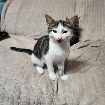 Rescue Domestic Short Hair Cats for Adoption in Litchfield Park, Arizona - Leona | PetCurious