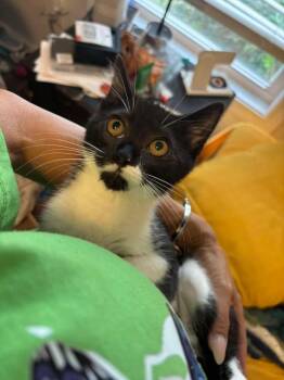 Thyme -  Domestic Short Hair Cat for Adoption in Emerald Isle, North Carolina - Thyme | PetCurious