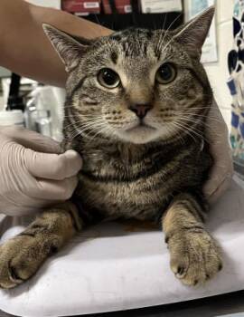 THORTON -  Domestic Short Hair Cat for Adoption in Pensacola, Florida - THORTON | PetCurious