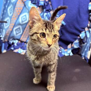 Jack Daniels -  Domestic Short Hair Cat for Adoption - Jack Daniels | PetCurious