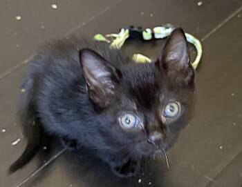 Domestic Short Hair and Bombay Cats Available for Adoption in Boca Raton, Florida - Miss Joey Potter (Dawson’s Creek) | PetCurious