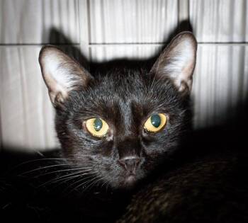 SQUID #5 -  Domestic Short Hair Cat for Adoption in Boston, Massachusetts - SQUID #5 | PetCurious