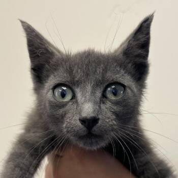 Colonel -  Domestic Short Hair Cat for Adoption in Goleta, California - Colonel | PetCurious