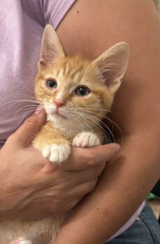 Rescue Tabby Cats for Adoption in Camden, South Carolina - Mozart (Available For Pre-adoption) | PetCurious