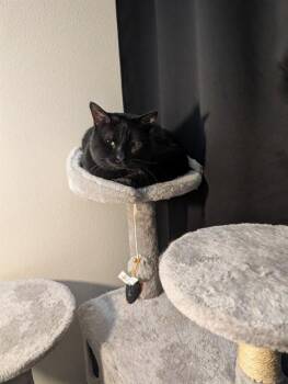 Domestic Short Hair Cats Available for Adoption in Aurora, Colorado - ECLIPSE | PetCurious