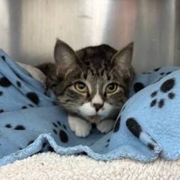 Domestic Short Hair Cats Available for Adoption - Sweet Pea | PetCurious