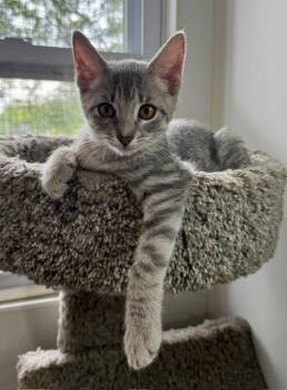 Drizzle -  Domestic Short Hair Cat Available for Adoption in Ashland, Ohio - Drizzle | PetCurious