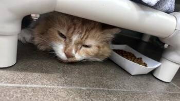 Reginald -  Domestic Long Hair and Domestic Short Hair Cat for Adoption in Bellevue, Washington - Reginald | PetCurious