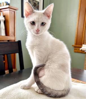 Siamese Cats Available for Adoption - Peppermint -- Bonded Buddy With Yukon Cornelius | PetCurious