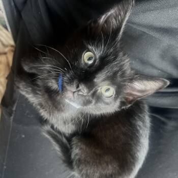 CASPER -  Domestic Short Hair Cat for Adoption in Loveland, Colorado - CASPER | PetCurious