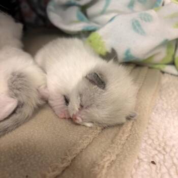 Domestic Medium Hair and Siamese Cats Available for Adoption in Kanab, Utah - Bravo | PetCurious