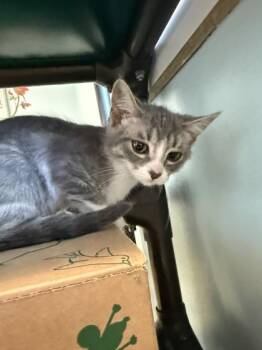 Peggy -  Domestic Medium Hair Cat for Adoption in Harbor Springs, Michigan - Peggy | PetCurious