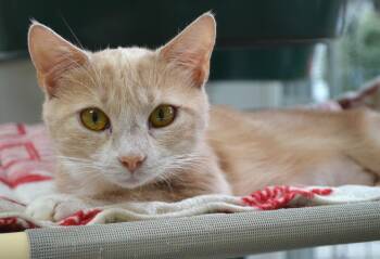 Butterscotch -  Domestic Short Hair Cat for Adoption in Westbrook, Connecticut - Butterscotch | PetCurious