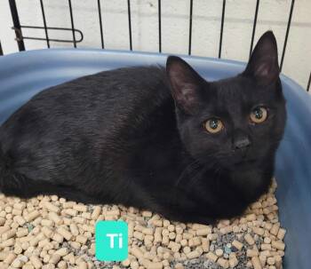 Rescue Domestic Short Hair Cats for Adoption in Richmond, Indiana - Ti | PetCurious
