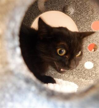 Domestic Short Hair Cats Available for Adoption in San Jose, California - TOZZY | PetCurious