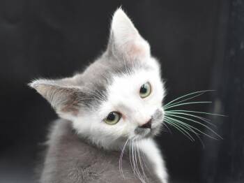 Backyard Baseball -  Domestic Short Hair Cat for Adoption in Portland, Oregon - Backyard Baseball | PetCurious