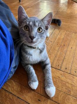 Rescue Domestic Short Hair Cats for Adoption in Fishers, Indiana - Roger | PetCurious