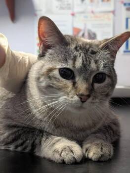 Domestic Short Hair Cats Available for Adoption - Yuna | PetCurious