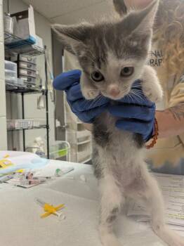 Jimmy -  Domestic Short Hair Cat for Adoption in Cincinnati, Ohio - Jimmy | PetCurious