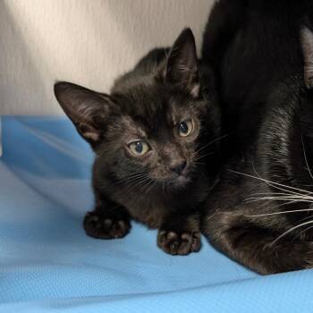Domestic Short Hair Cats Available for Adoption - Twizzler | PetCurious