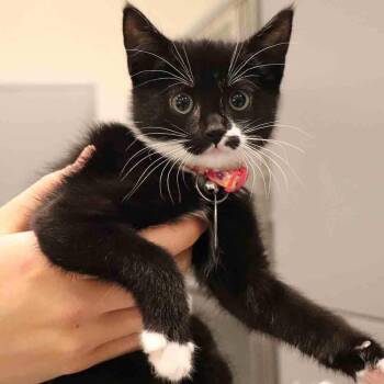 Mikayla -  Domestic Short Hair Cat for Adoption in Port Washington, New York - Mikayla | PetCurious