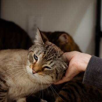 Shredded Wheat -  Domestic Short Hair Cat for Adoption in Warwick, Rhode Island - Shredded Wheat | PetCurious