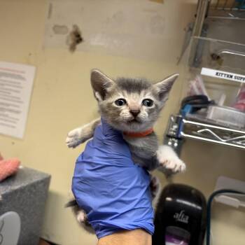 Sicilian Pizza -  Domestic Short Hair Cat for Adoption in Pasadena, California - Sicilian Pizza | PetCurious