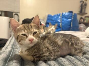 Sonya (3.5 months) -  Domestic Short Hair Cat for Adoption in Los Angeles, California - Sonya (3.5 Months) | PetCurious