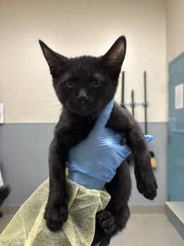 TALIA AL GHUL -  Domestic Short Hair Cat for Adoption in Las Vegas, Nevada - TALIA AL GHUL | PetCurious
