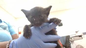 POPEYE -  Domestic Short Hair Cat for Adoption in Doral, Florida - POPEYE | PetCurious