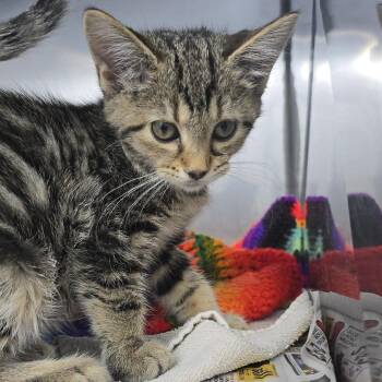 Red Apple 26-0180 -  Domestic Short Hair Cat for Adoption in Yanceyville, North Carolina - Red Apple 26-0180 | PetCurious