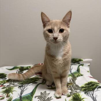 Martha -  Domestic Short Hair Cat for Adoption - Martha | PetCurious