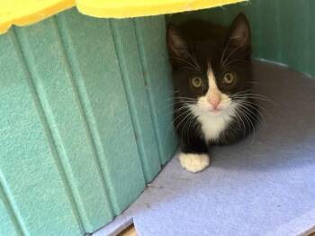 BASS -  Domestic Short Hair Cat for Adoption in Omaha, Nebraska - BASS | PetCurious