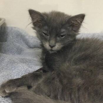 Misty -  Domestic Medium Hair Cat for Adoption in Redwood City, California - Misty | PetCurious