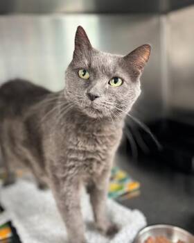 Domestic Short Hair Cats Available for Adoption - Odie | PetCurious