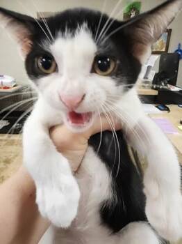 Lasso $75 Fostered -  Domestic Short Hair Cat for Adoption in Seneca, South Carolina - Lasso $75 Fostered | PetCurious