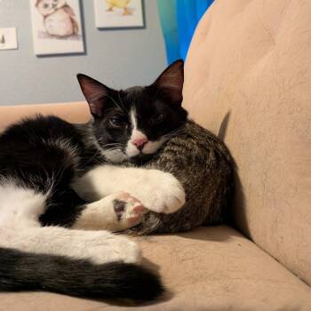 Dustin -  Domestic Short Hair Cat for Adoption in Union, Missouri - Dustin | PetCurious