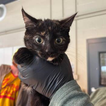 Rescue Domestic Short Hair Cats for Adoption in Huntington, West Virginia - Durian | PetCurious